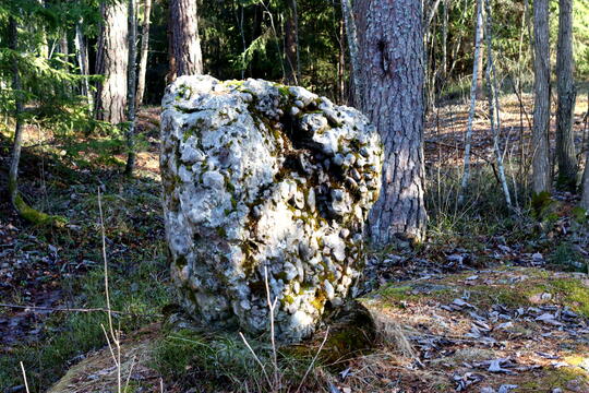 Konglomeratstein med farger i grått og hvitt ligger på bakken i skogsområdet ved Buggebanen