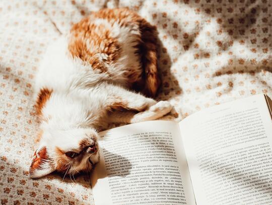En katt ligger på en seng ved siden av en oppslått bok. Det kommer sollys inn fra et vindu