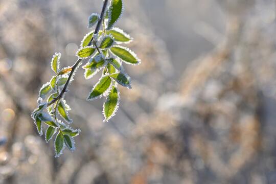 Frost på gren med grønt blad