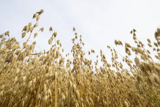 Nærbilde av havreåker