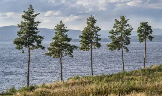 Fem trær ved bredden av Storsjøen